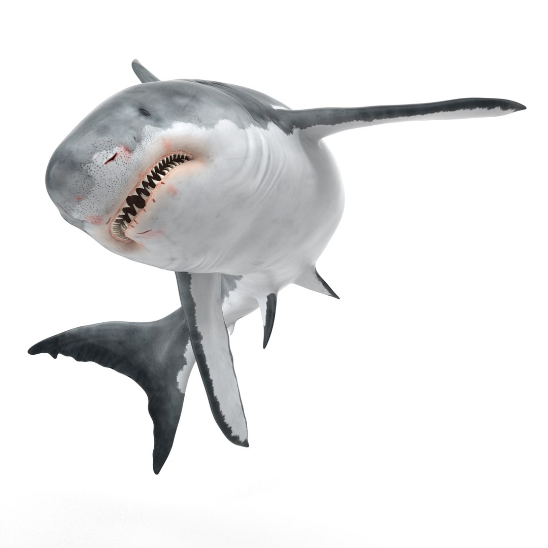 3d model great white shark rigged https://p.turbosquid.com/ts-thumb/Ug/EPqSJO/9lArfggh/greatwhitesharkriggedcinemac4d3dmodel09/jpg/1479308131/1920x1080/fit_q87/4f96cd4b1a2a3578f5096bb70b0049c44680c170/greatwhitesharkriggedcinemac4d3dmodel09.jpg