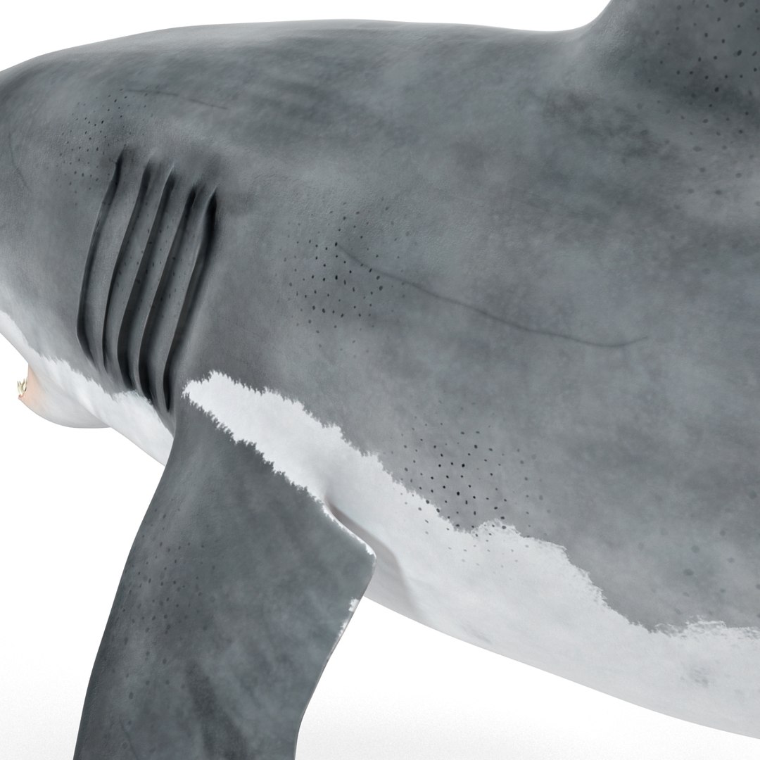 3d model great white shark rigged https://p.turbosquid.com/ts-thumb/Ug/EPqSJO/9zPxEp8o/greatwhitesharkriggedcinemac4d3dmodel26/jpg/1479308131/1920x1080/fit_q87/4622475ebfbf5126a283a0c69ee8ee0938427c58/greatwhitesharkriggedcinemac4d3dmodel26.jpg