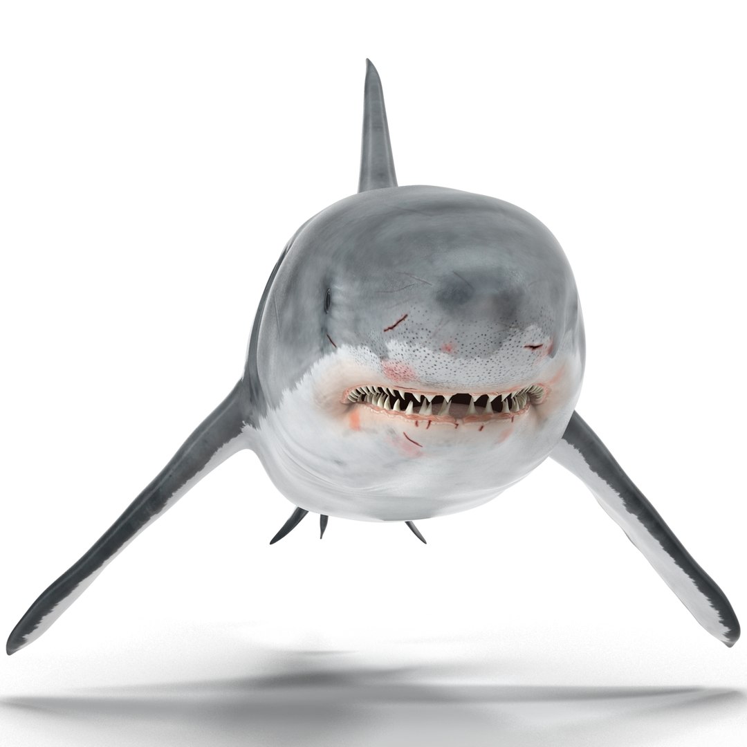 3d model great white shark rigged https://p.turbosquid.com/ts-thumb/Ug/EPqSJO/AdRxq2sL/greatwhitesharkriggedcinemac4d3dmodel17/jpg/1479308131/1920x1080/fit_q87/7cdc4ec0bf92fb1834c883acee8802c3d142fe50/greatwhitesharkriggedcinemac4d3dmodel17.jpg