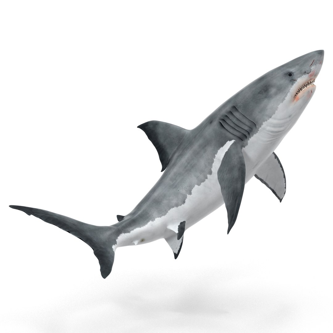 3d model great white shark rigged https://p.turbosquid.com/ts-thumb/Ug/EPqSJO/Cji9t3CY/greatwhitesharkriggedcinemac4d3dmodel06/jpg/1479308131/1920x1080/fit_q87/249359badf11cc05c3b4b85c584fea3375d22252/greatwhitesharkriggedcinemac4d3dmodel06.jpg