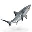 Great White Shark Rigged per Cinema 4D