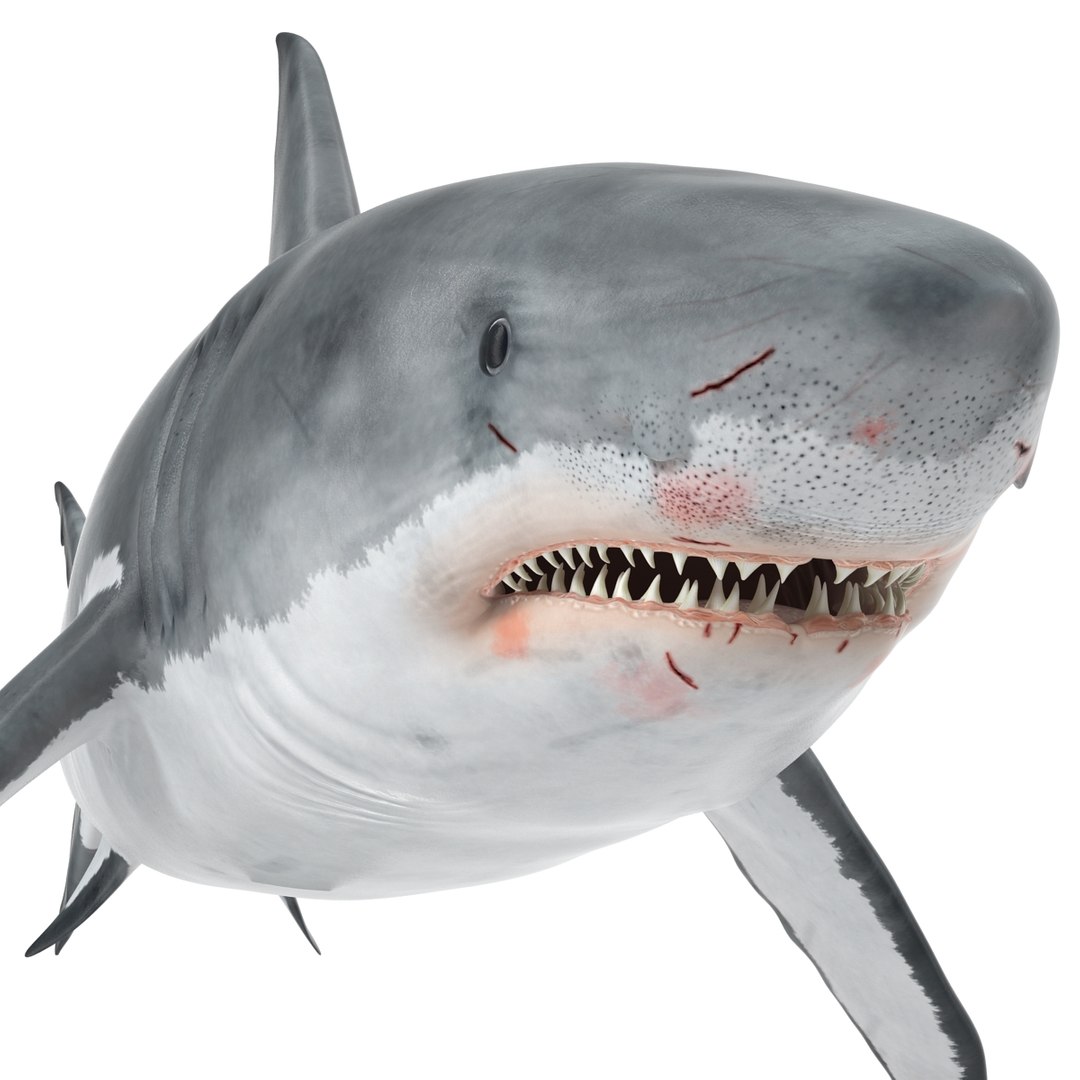 3d model great white shark rigged https://p.turbosquid.com/ts-thumb/Ug/EPqSJO/GeO7xYsc/greatwhitesharkriggedcinemac4d3dmodel19/jpg/1479308131/1920x1080/fit_q87/12e5a8b50c7a18e11a1f4d84d086cd183dfaaa12/greatwhitesharkriggedcinemac4d3dmodel19.jpg