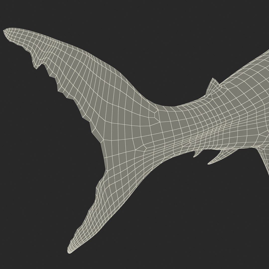3d model great white shark rigged https://p.turbosquid.com/ts-thumb/Ug/EPqSJO/GhwHSn5D/greatwhitesharkriggedcinemac4d3dmodel42/jpg/1479308131/1920x1080/fit_q87/138169599610cac88d651a387964b1dcc435b763/greatwhitesharkriggedcinemac4d3dmodel42.jpg