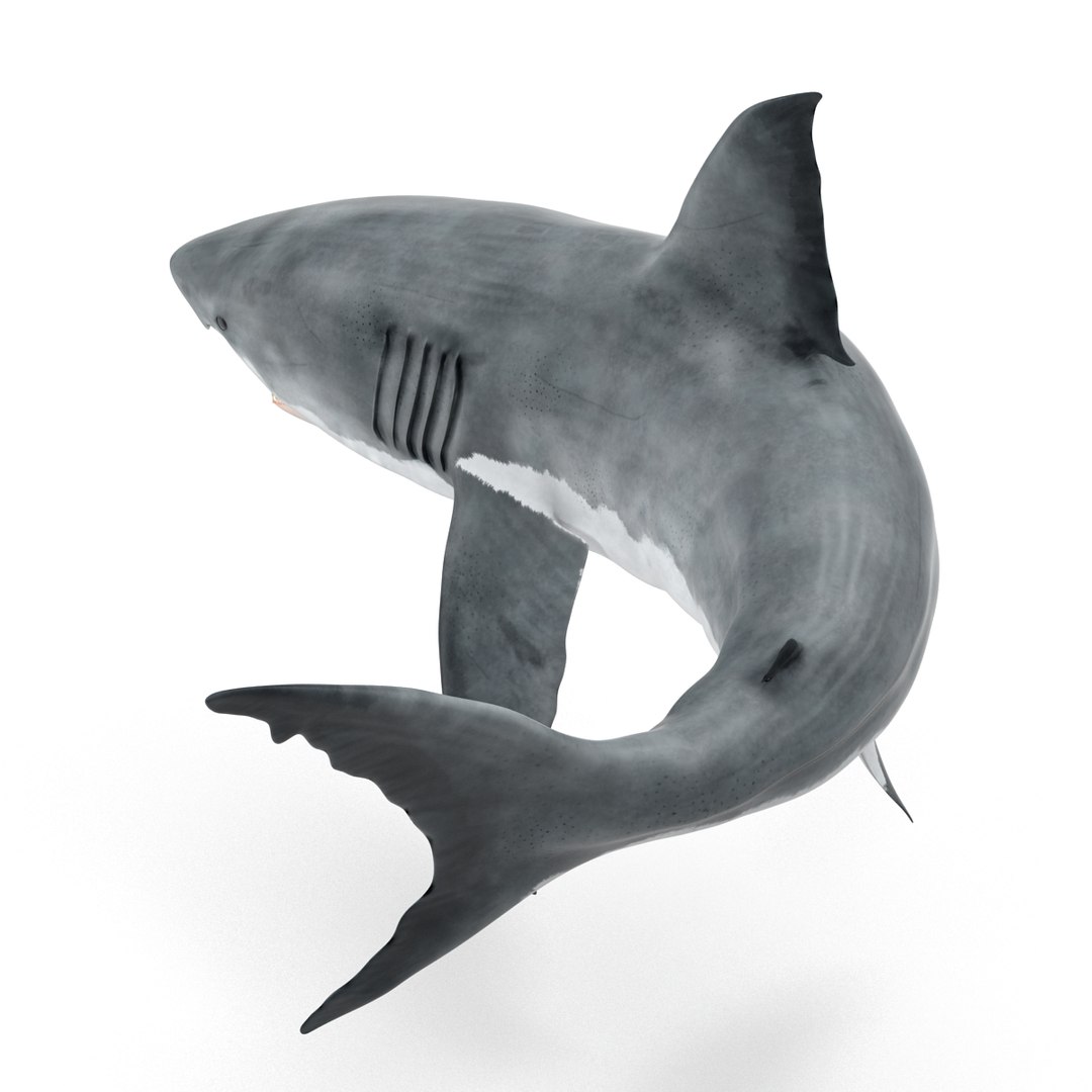3d model great white shark rigged https://p.turbosquid.com/ts-thumb/Ug/EPqSJO/H8iaJAan/greatwhitesharkriggedcinemac4d3dmodel03/jpg/1479308131/1920x1080/fit_q87/2ba1aa81bd33a6d9c27d393acdeecdf2dd233b4e/greatwhitesharkriggedcinemac4d3dmodel03.jpg