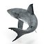 Great White Shark Rigged per Cinema 4D