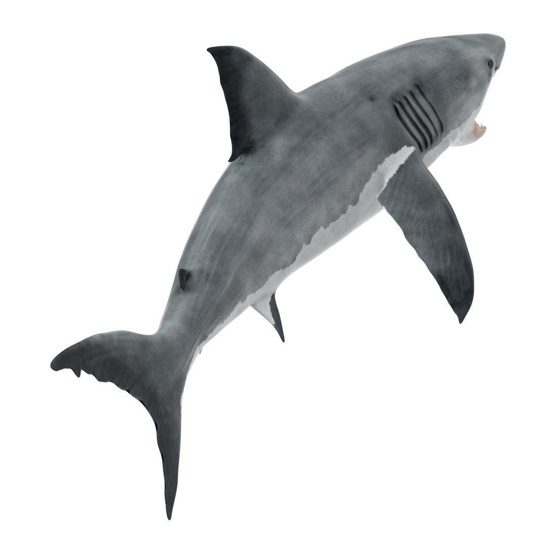 3d model great white shark rigged https://p.turbosquid.com/ts-thumb/Ug/EPqSJO/Hij16Rx9/greatwhitesharkriggedcinemac4d3dmodel13/jpg/1479308131/1920x1080/fit_q87/56ff78cffd7ebe3e17b6ec1943b848afc11b5ee7/greatwhitesharkriggedcinemac4d3dmodel13.jpg