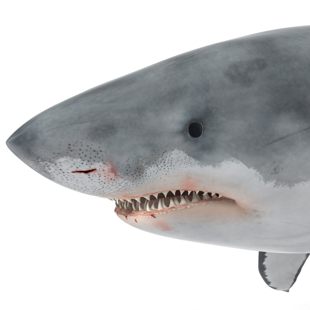 3d model great white shark rigged https://p.turbosquid.com/ts-thumb/Ug/EPqSJO/KhHqlQQ5/greatwhitesharkriggedcinemac4d3dmodel22/jpg/1479308131/1920x1080/fit_q87/8bf2e5640fa3b51280c67892e166bc619800100e/greatwhitesharkriggedcinemac4d3dmodel22.jpg