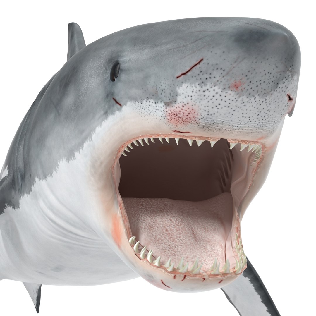 3d model great white shark rigged https://p.turbosquid.com/ts-thumb/Ug/EPqSJO/LZLy1gqf/greatwhitesharkriggedcinemac4d3dmodel25/jpg/1479308131/1920x1080/fit_q87/547cef0387cc0993df03fce00e0d261702a66027/greatwhitesharkriggedcinemac4d3dmodel25.jpg