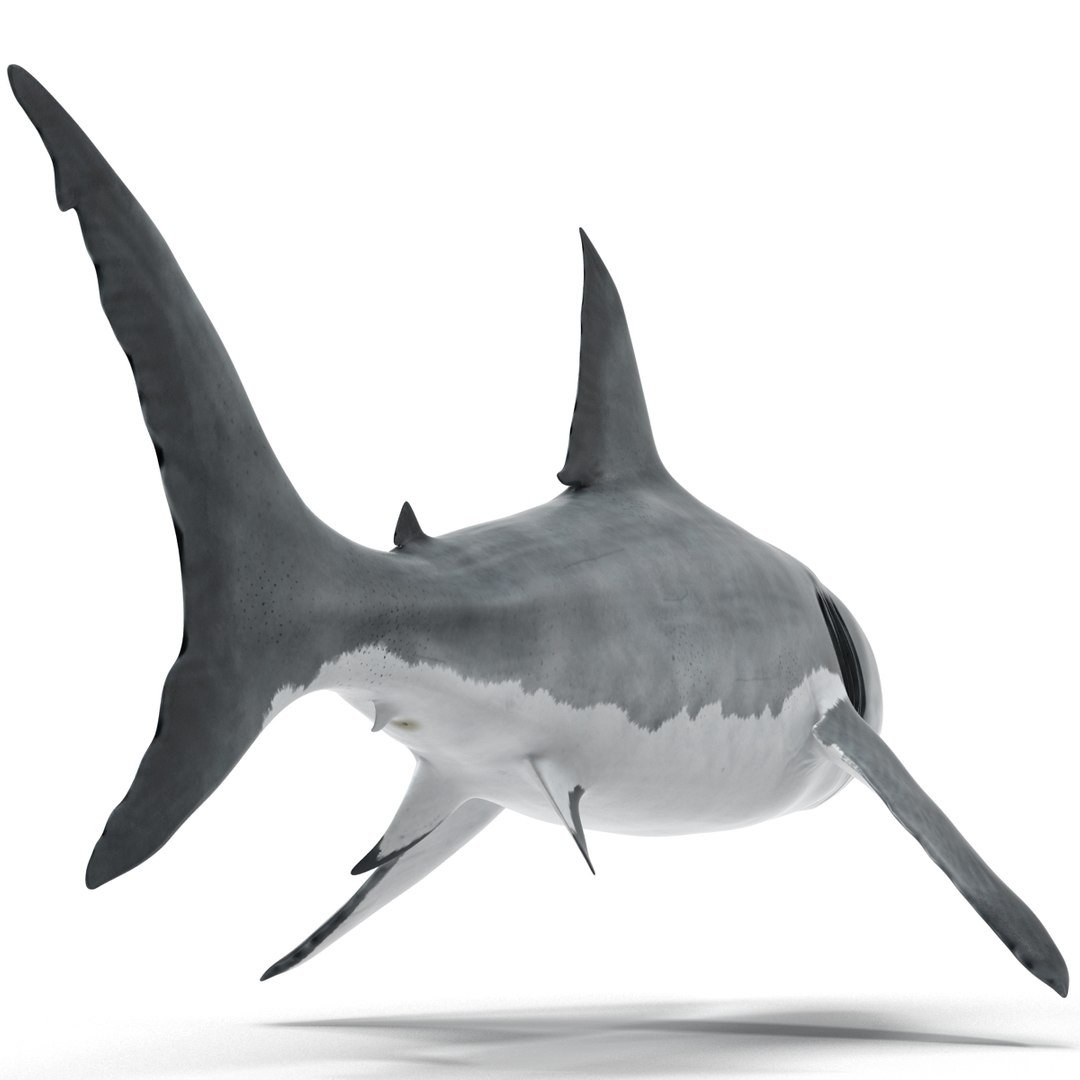 3d model great white shark rigged https://p.turbosquid.com/ts-thumb/Ug/EPqSJO/OBE3oWQr/greatwhitesharkriggedcinemac4d3dmodel15/jpg/1479308131/1920x1080/fit_q87/7b7b1ddd38ab398733123372ed66e0e3e90a7ecb/greatwhitesharkriggedcinemac4d3dmodel15.jpg