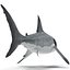 Great White Shark Rigged per Cinema 4D