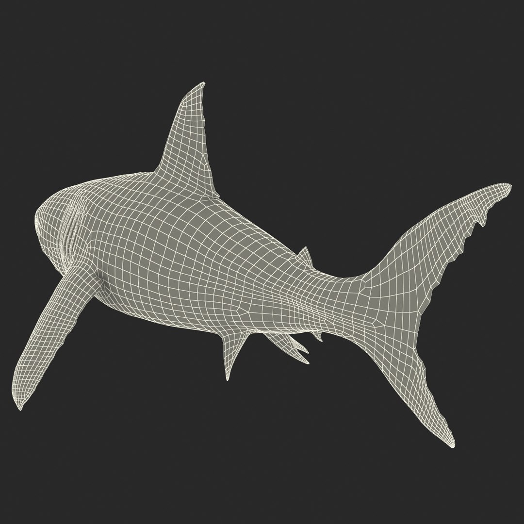 3d model great white shark rigged https://p.turbosquid.com/ts-thumb/Ug/EPqSJO/OwYaJ2jE/greatwhitesharkriggedcinemac4d3dmodel36/jpg/1479308131/1920x1080/fit_q87/f74687178d928c1194baba32cde2b04bb2ce492a/greatwhitesharkriggedcinemac4d3dmodel36.jpg
