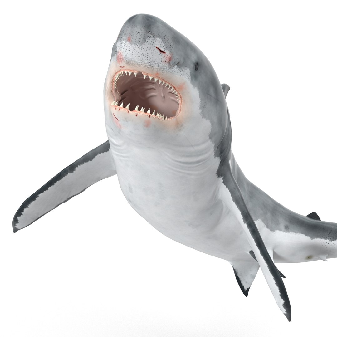 3d model great white shark rigged https://p.turbosquid.com/ts-thumb/Ug/EPqSJO/R7koxTEd/greatwhitesharkriggedcinemac4d3dmodel04/jpg/1479308131/1920x1080/fit_q87/03b8f075bf9cadefd3f35e4f8a489e885a082ea0/greatwhitesharkriggedcinemac4d3dmodel04.jpg