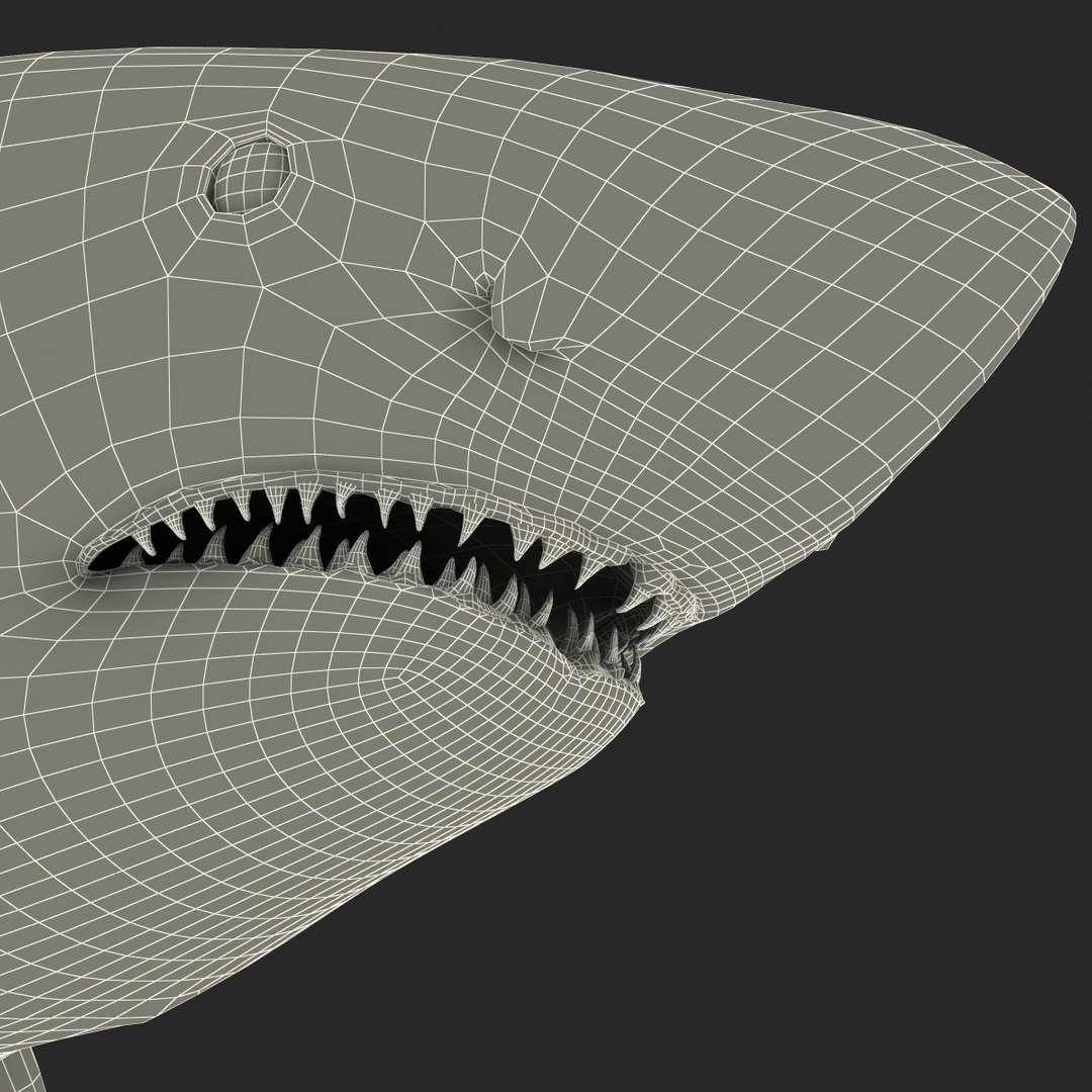 3d model great white shark rigged https://p.turbosquid.com/ts-thumb/Ug/EPqSJO/R8y8X1vn/greatwhitesharkriggedcinemac4d3dmodel44/jpg/1479308131/1920x1080/fit_q87/4600546bacabf8d4760731275f386fbbae6da386/greatwhitesharkriggedcinemac4d3dmodel44.jpg