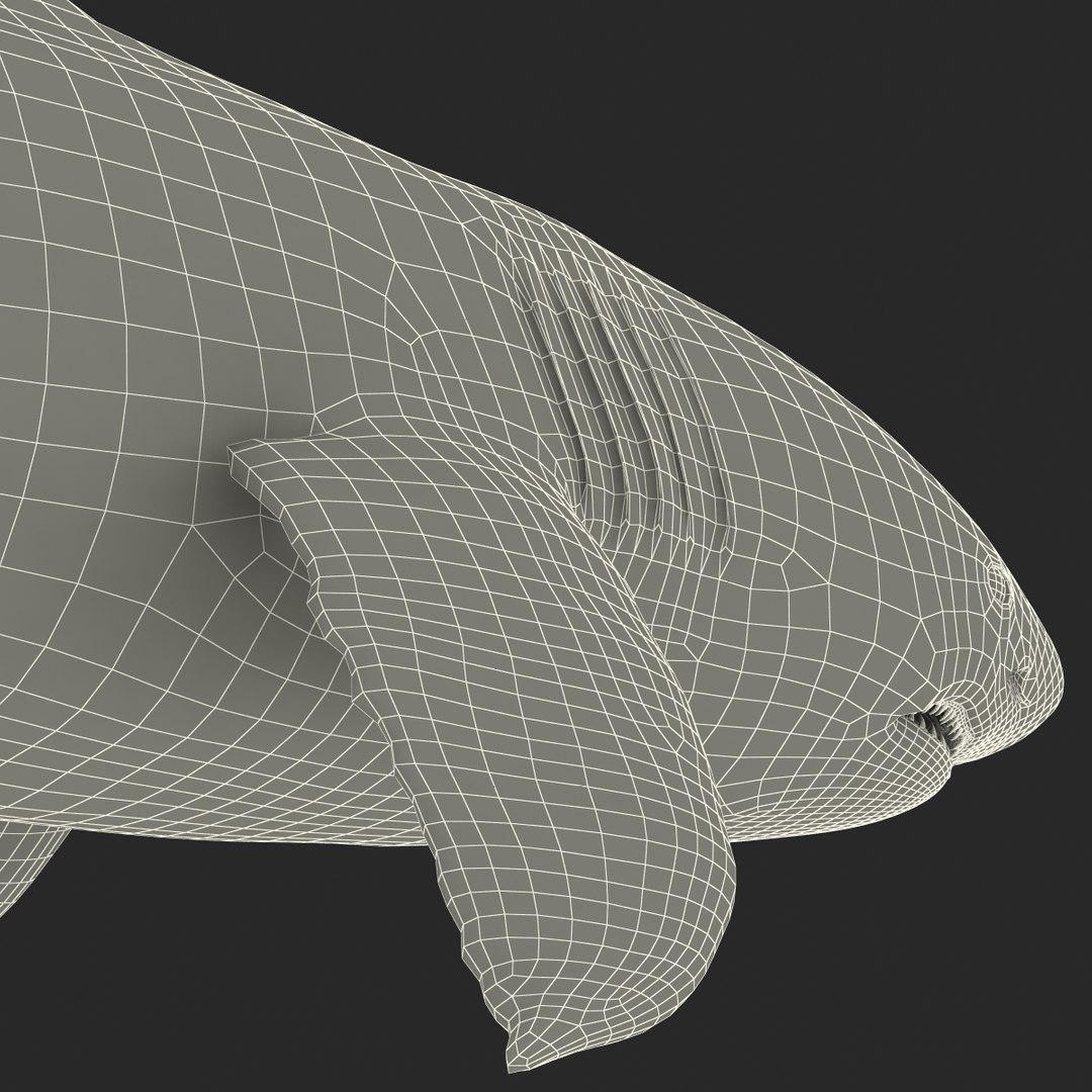 3d model great white shark rigged https://p.turbosquid.com/ts-thumb/Ug/EPqSJO/Ruxme8kA/greatwhitesharkriggedcinemac4d3dmodel43/jpg/1479308131/1920x1080/fit_q87/7e8ef2b5d28e17948c225369a810023caca82320/greatwhitesharkriggedcinemac4d3dmodel43.jpg