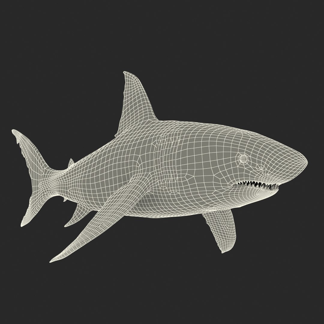 3d model great white shark rigged https://p.turbosquid.com/ts-thumb/Ug/EPqSJO/SFn8ruWv/greatwhitesharkriggedcinemac4d3dmodel35/jpg/1479308131/1920x1080/fit_q87/1c9d76870576bbeef6be60bd60c031bc5681948e/greatwhitesharkriggedcinemac4d3dmodel35.jpg