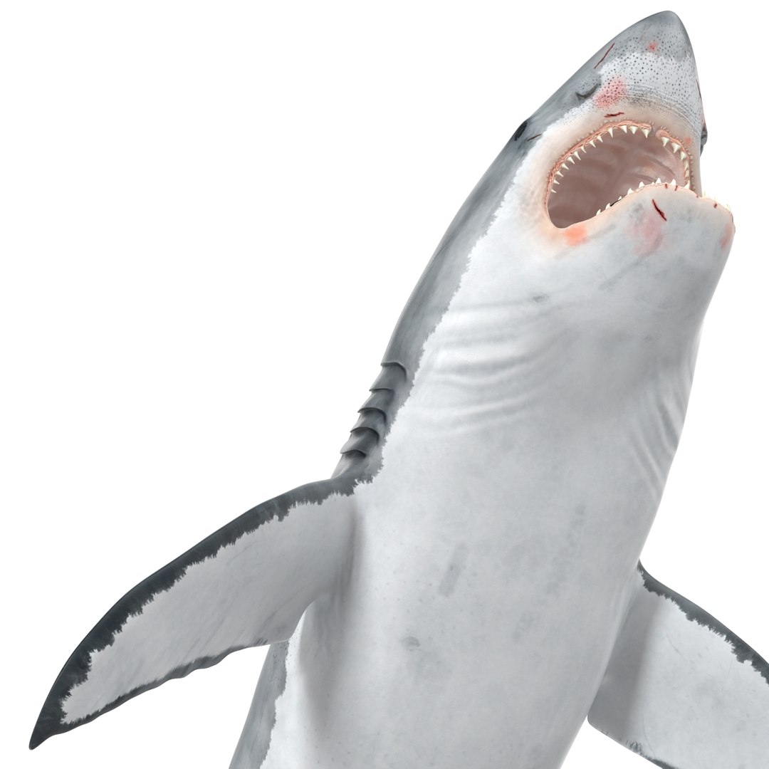 3d model great white shark rigged https://p.turbosquid.com/ts-thumb/Ug/EPqSJO/Tsp8gPB9/greatwhitesharkriggedcinemac4d3dmodel28/jpg/1479308131/1920x1080/fit_q87/02827eb369c2ebb41b7f2f1fba3ef2d7a91c2eee/greatwhitesharkriggedcinemac4d3dmodel28.jpg