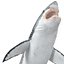 Great White Shark Rigged per Cinema 4D