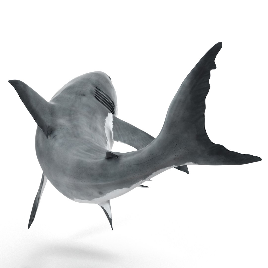 3d model great white shark rigged https://p.turbosquid.com/ts-thumb/Ug/EPqSJO/UNI0WJ8T/greatwhitesharkriggedcinemac4d3dmodel07/jpg/1479308131/1920x1080/fit_q87/1bc60d5b21d2e7a1d9104f1e5b9b007f28705ab4/greatwhitesharkriggedcinemac4d3dmodel07.jpg