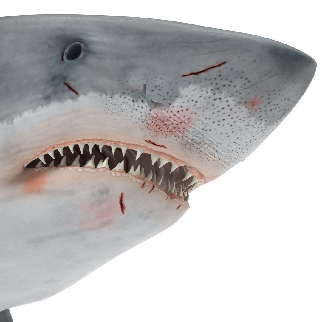 3d model great white shark rigged https://p.turbosquid.com/ts-thumb/Ug/EPqSJO/V4TFPnBI/greatwhitesharkriggedcinemac4d3dmodel24/jpg/1479308131/1920x1080/fit_q87/578f6dbceed1008ea9115e79f78fc85e21144e04/greatwhitesharkriggedcinemac4d3dmodel24.jpg