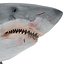 Great White Shark Rigged per Cinema 4D
