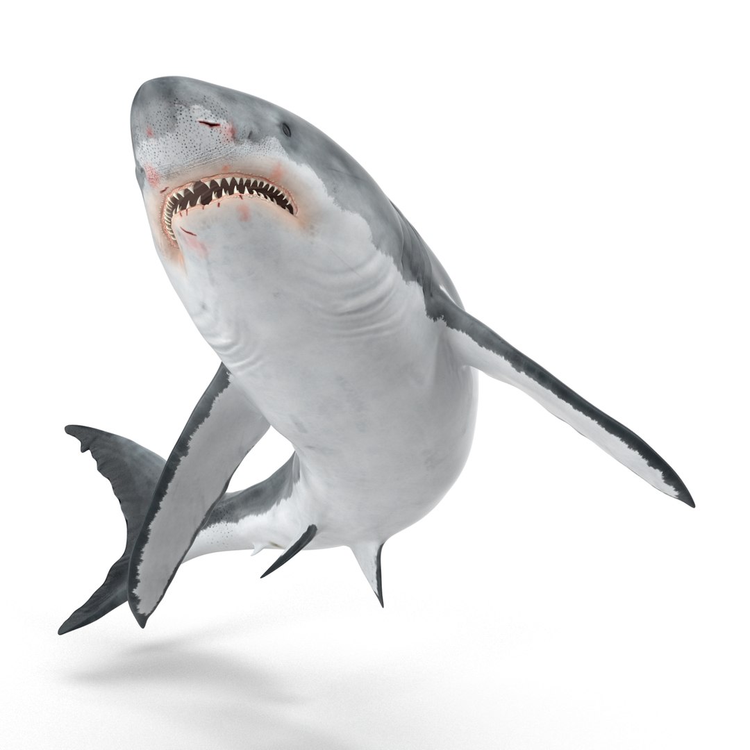 3d model great white shark rigged https://p.turbosquid.com/ts-thumb/Ug/EPqSJO/ZP9194gU/greatwhitesharkriggedcinemac4d3dmodel05/jpg/1479308131/1920x1080/fit_q87/6e3d08ba6d95fb5f23c4304ebeb8a3c5ec358b2a/greatwhitesharkriggedcinemac4d3dmodel05.jpg