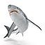 Great White Shark Rigged per Cinema 4D
