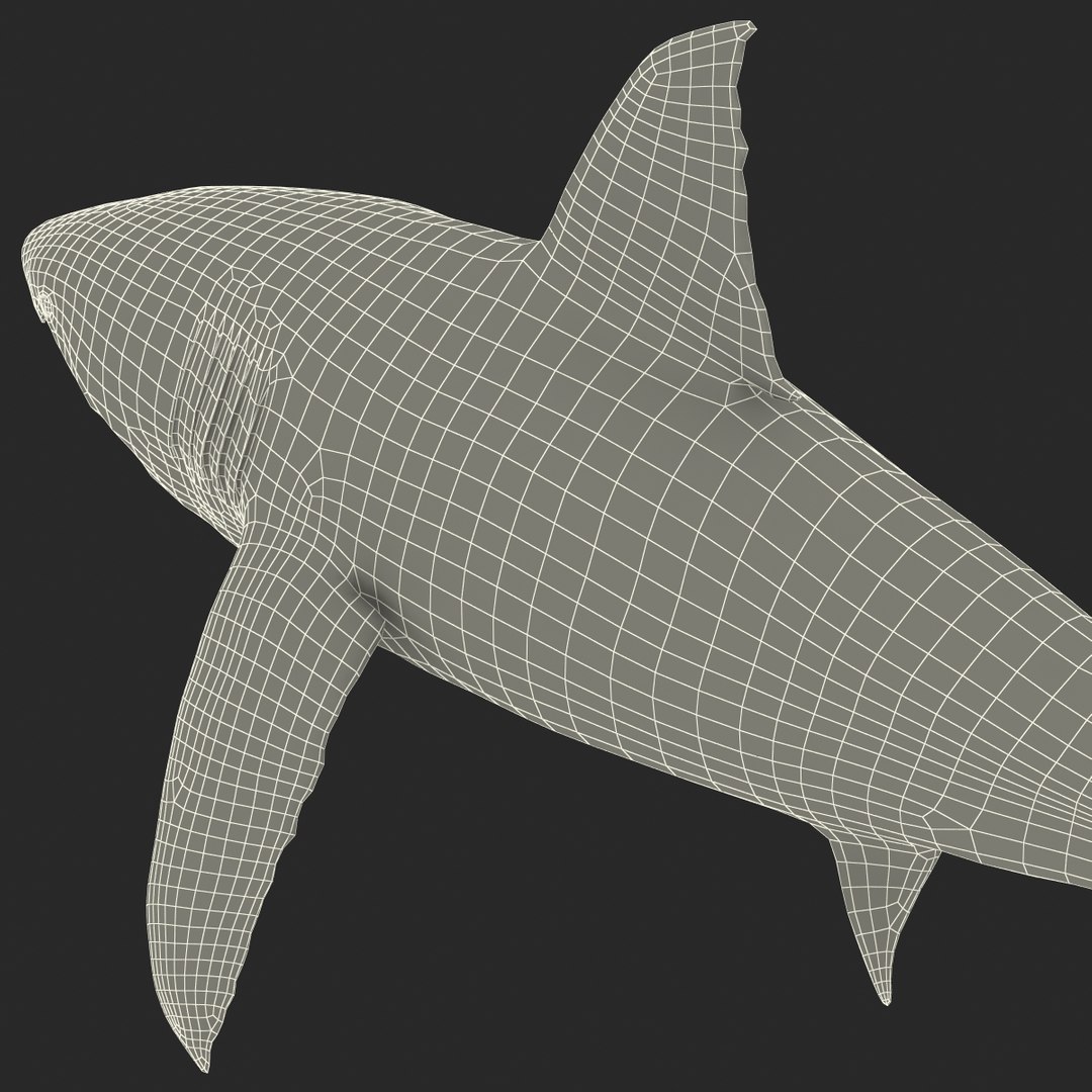 3d model great white shark rigged https://p.turbosquid.com/ts-thumb/Ug/EPqSJO/ZVXnBFxm/greatwhitesharkriggedcinemac4d3dmodel41/jpg/1479308131/1920x1080/fit_q87/4d7a94de4ffa9fdc7b791227881c4b447383a92d/greatwhitesharkriggedcinemac4d3dmodel41.jpg