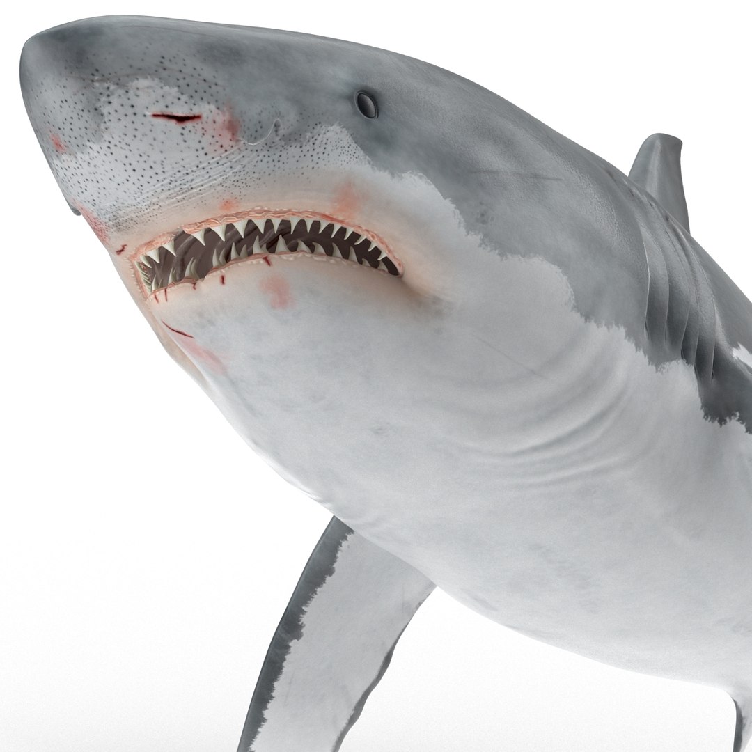 3d model great white shark rigged https://p.turbosquid.com/ts-thumb/Ug/EPqSJO/aAjDx9Qn/greatwhitesharkriggedcinemac4d3dmodel20/jpg/1479308131/1920x1080/fit_q87/75090f5548c81e2e4358da921ce28323b72a8c71/greatwhitesharkriggedcinemac4d3dmodel20.jpg