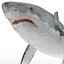 Great White Shark Rigged per Cinema 4D