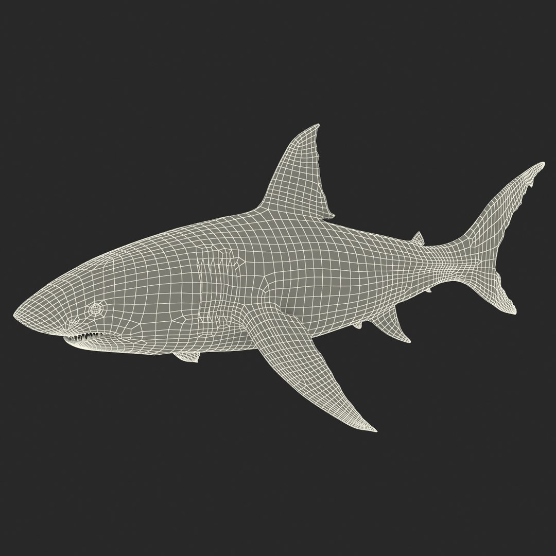 3d model great white shark rigged https://p.turbosquid.com/ts-thumb/Ug/EPqSJO/czgR8DHl/greatwhitesharkriggedcinemac4d3dmodel37/jpg/1479308131/1920x1080/fit_q87/209eb8aaee19679df0839973bb739e25435c8a60/greatwhitesharkriggedcinemac4d3dmodel37.jpg