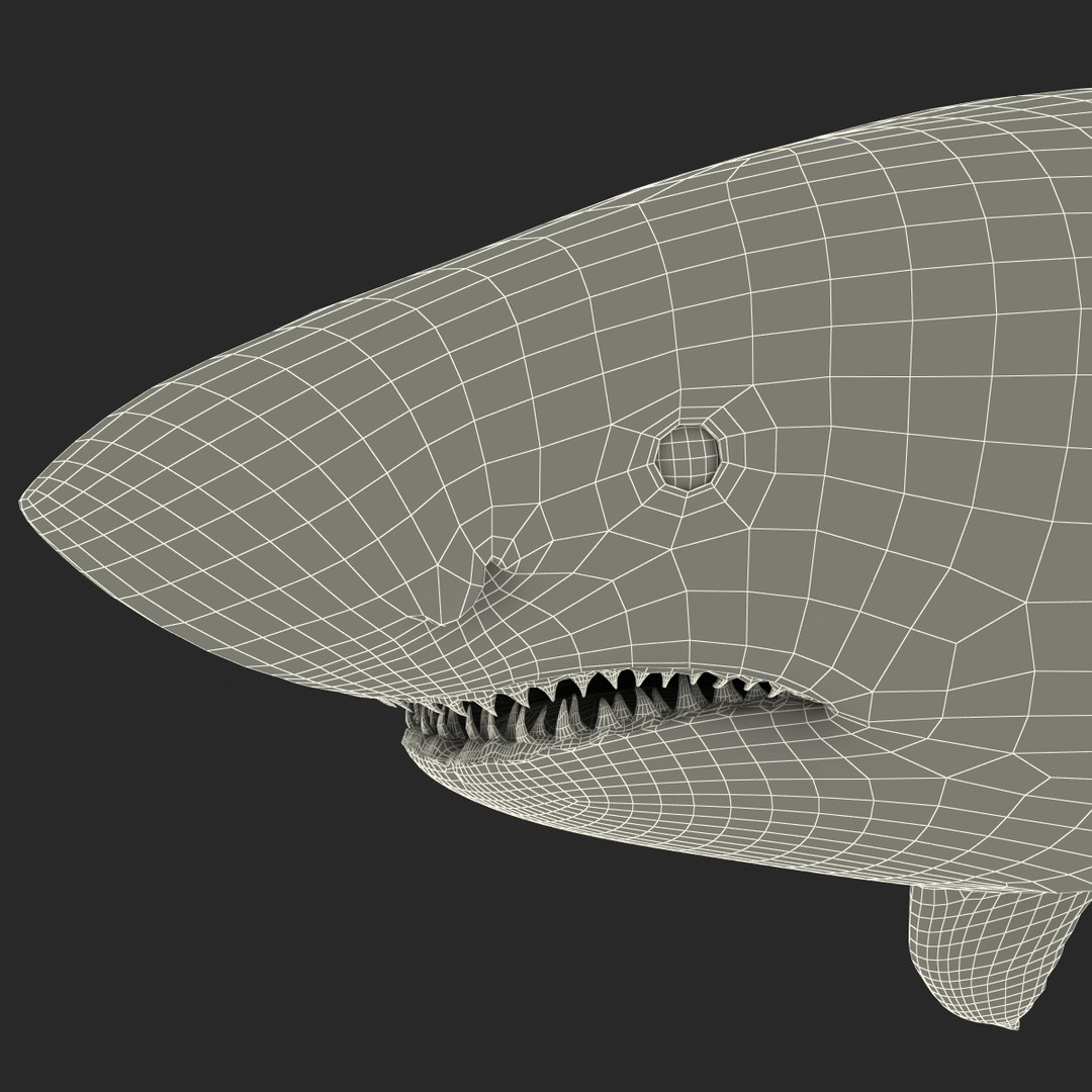 3d model great white shark rigged https://p.turbosquid.com/ts-thumb/Ug/EPqSJO/emtosFgb/greatwhitesharkriggedcinemac4d3dmodel40/jpg/1479308131/1920x1080/fit_q87/1ba5c6d74134e70ae7182d464812752d438b0cc0/greatwhitesharkriggedcinemac4d3dmodel40.jpg
