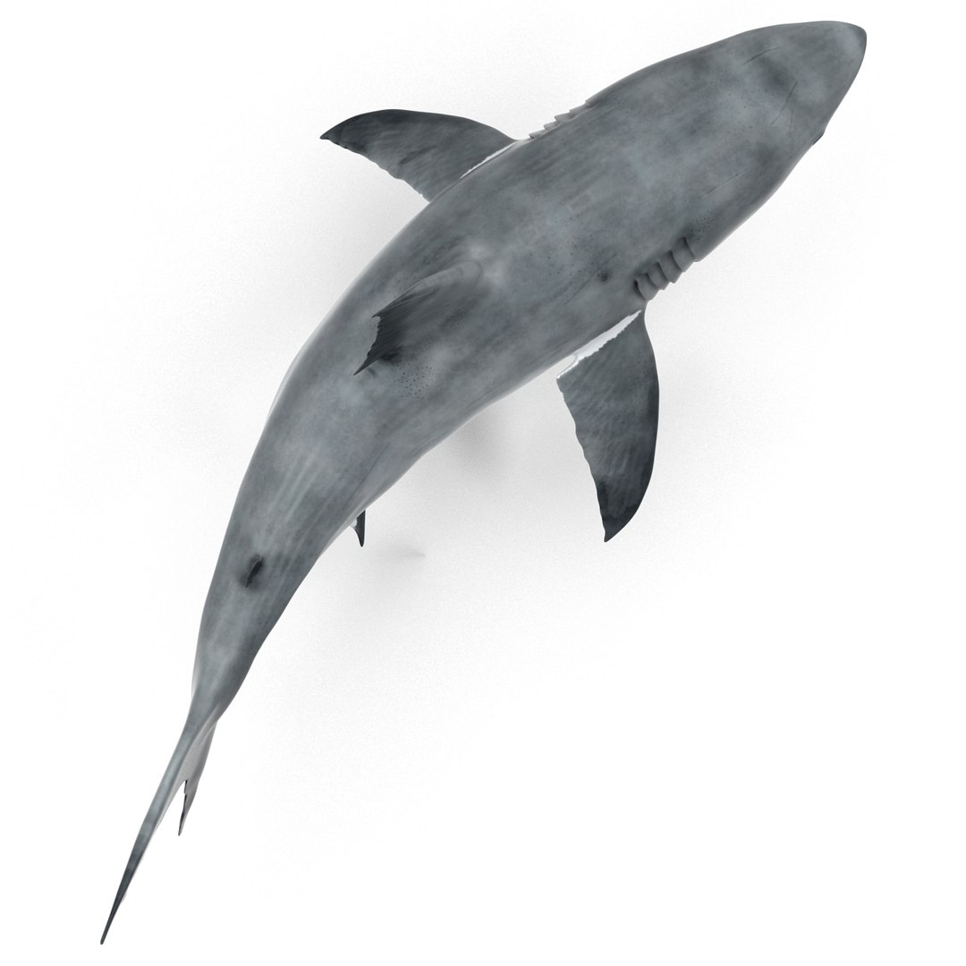 3d model great white shark rigged https://p.turbosquid.com/ts-thumb/Ug/EPqSJO/iGXlYLi7/greatwhitesharkriggedcinemac4d3dmodel12/jpg/1479308131/1920x1080/fit_q87/9d5b4982cd1327a2ac001ac6b15b8a2b516581b0/greatwhitesharkriggedcinemac4d3dmodel12.jpg
