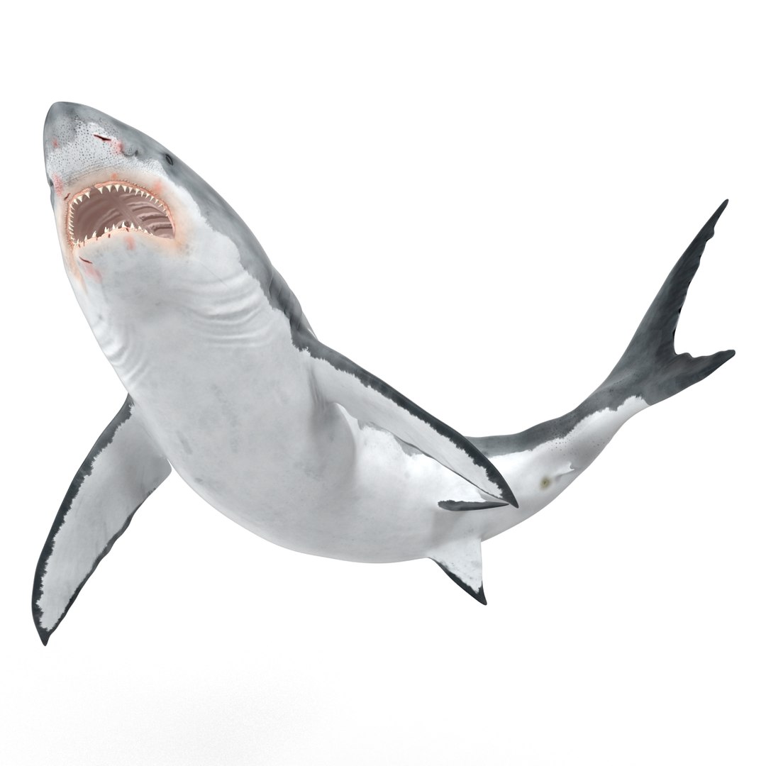 3d model great white shark rigged https://p.turbosquid.com/ts-thumb/Ug/EPqSJO/pZ11FRT9/greatwhitesharkriggedcinemac4d3dmodel02/jpg/1479308131/1920x1080/fit_q87/8a5842b0246d0d1d85879ea820cf0fb454c6f85d/greatwhitesharkriggedcinemac4d3dmodel02.jpg