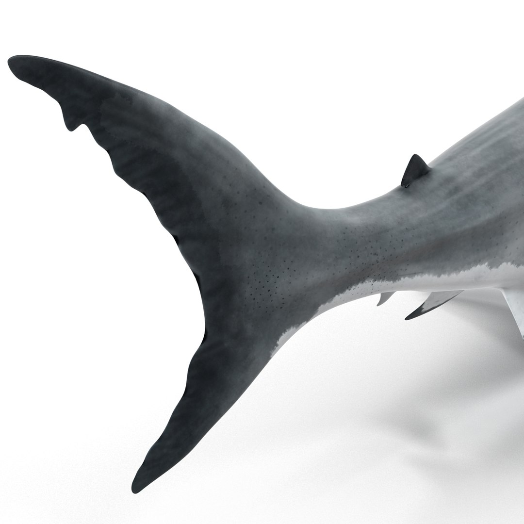 3d model great white shark rigged https://p.turbosquid.com/ts-thumb/Ug/EPqSJO/t32aQhBs/greatwhitesharkriggedcinemac4d3dmodel23/jpg/1479308131/1920x1080/fit_q87/9fd0aebe263b0a10cce3fccb1c6551f8688058e5/greatwhitesharkriggedcinemac4d3dmodel23.jpg