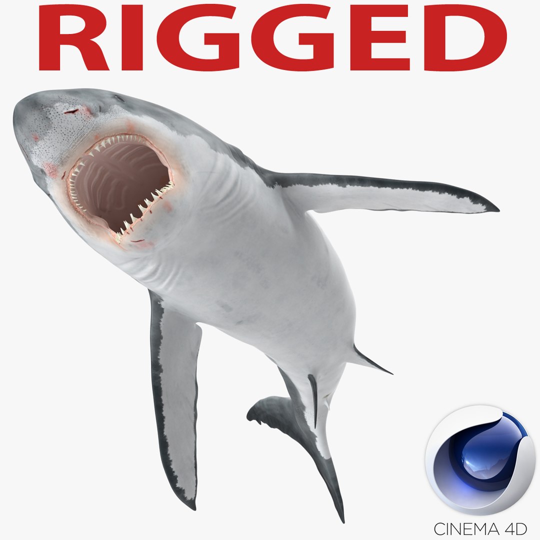 Great White Shark Rigged for Cinema 4D 3D model preview