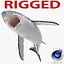Great White Shark Rigged per Cinema 4D