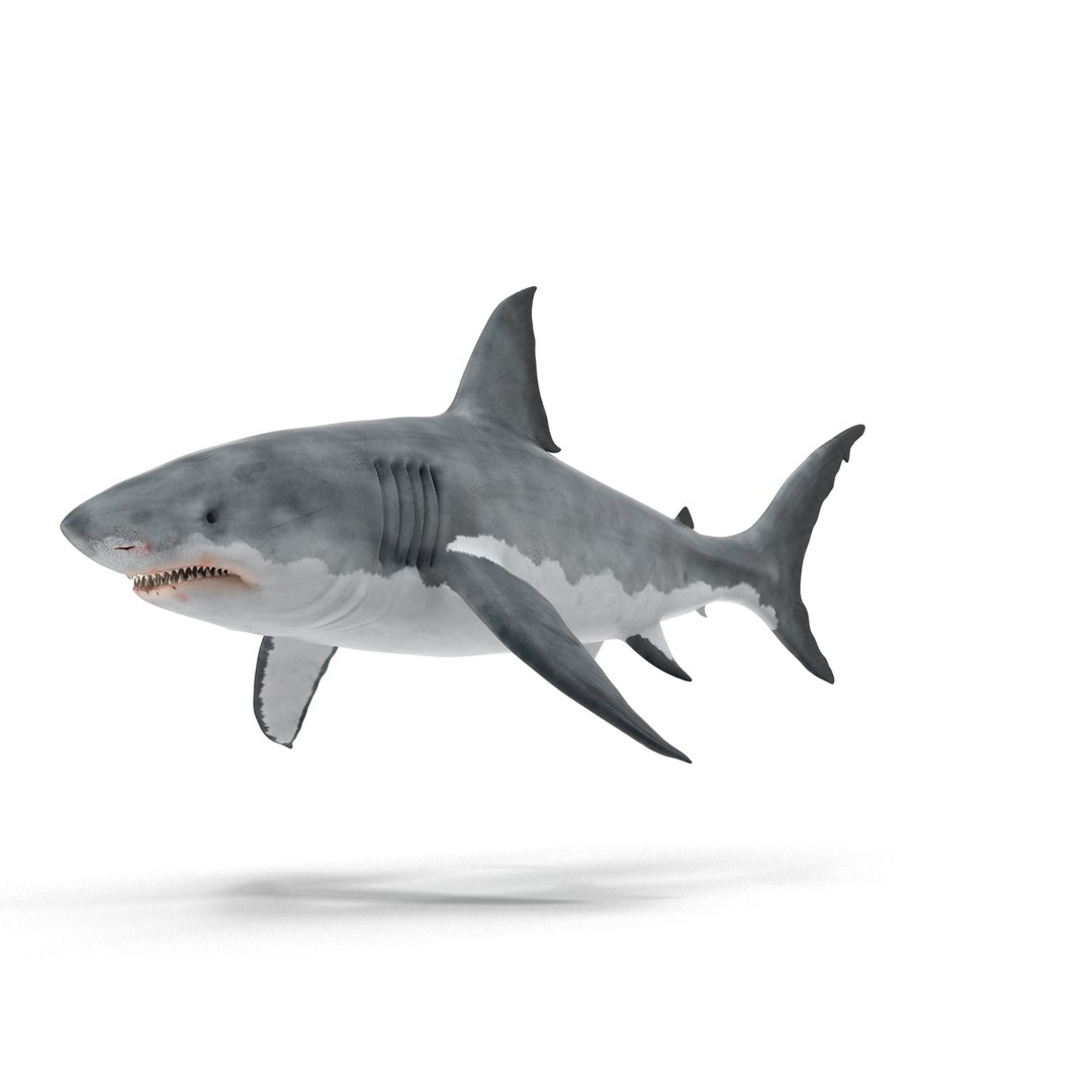 3d model great white shark rigged https://p.turbosquid.com/ts-thumb/Ug/EPqSJO/w4SKq7ox/greatwhitesharkriggedcinemac4d3dmodel01/jpg/1479308131/1920x1080/fit_q87/c699119d7d1344c430c726f76558f1f85841e2e9/greatwhitesharkriggedcinemac4d3dmodel01.jpg