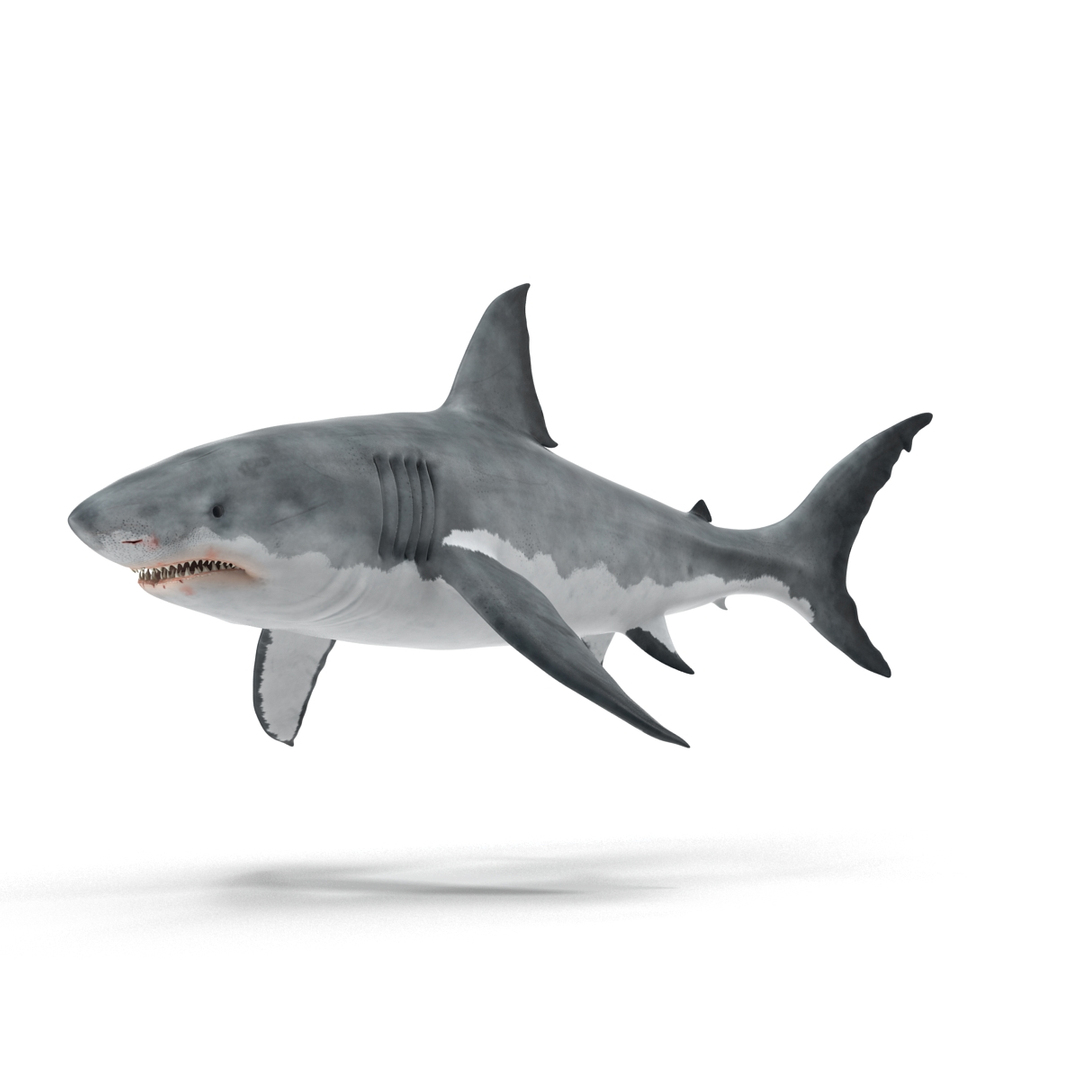 3d model great white shark rigged https://p.turbosquid.com/ts-thumb/Ug/EPqSJO/wkSre5Ki/great_white_shark_rigged_362/jpg/1479308180/1920x1080/turn_fit_q99/c659ebe1d906d786e89c5a19838e1081d6b9743f/great_white_shark_rigged_362-1.jpg