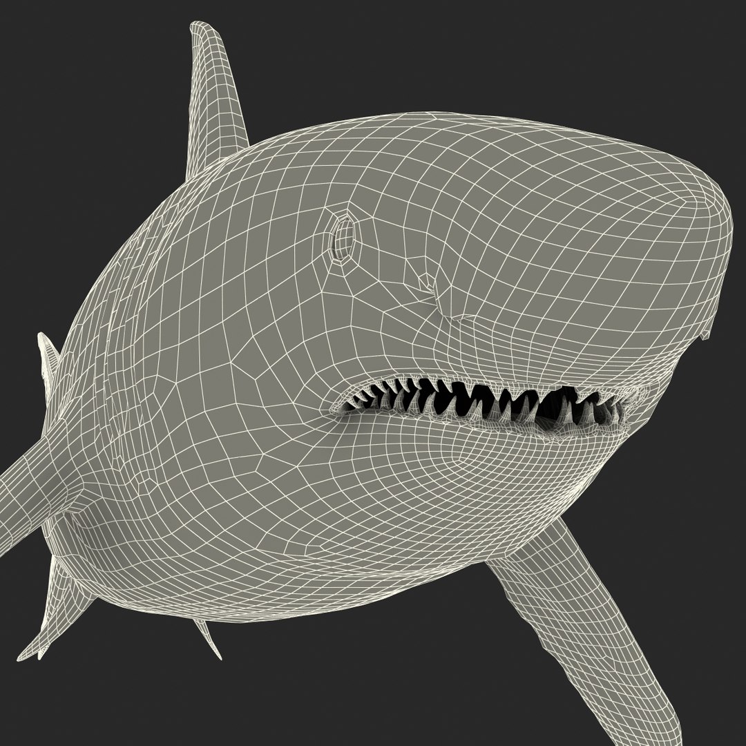 3d model great white shark rigged https://p.turbosquid.com/ts-thumb/Ug/EPqSJO/yFeF6jhf/greatwhitesharkriggedcinemac4d3dmodel39/jpg/1479308131/1920x1080/fit_q87/c9772c076a546b7b0c99f0ecd58f3b16f497bd4f/greatwhitesharkriggedcinemac4d3dmodel39.jpg
