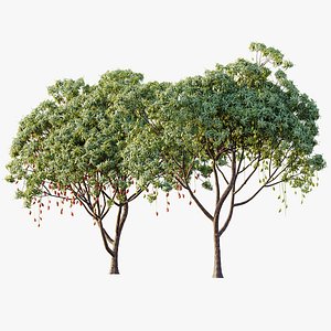 3D AV Plant Mangifera Indica Mango Fruit Tree 01 model