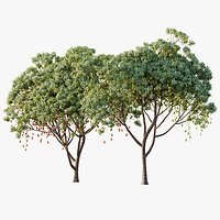 AV Plant Mangifera Indica Mango Fruit Tree 01