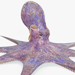 Octopus 3D model