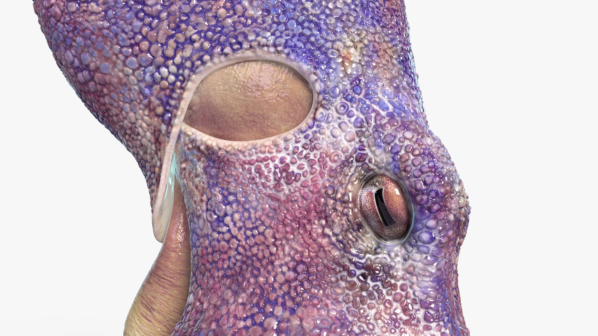 Octopus 3D Model - TurboSquid 2098469
