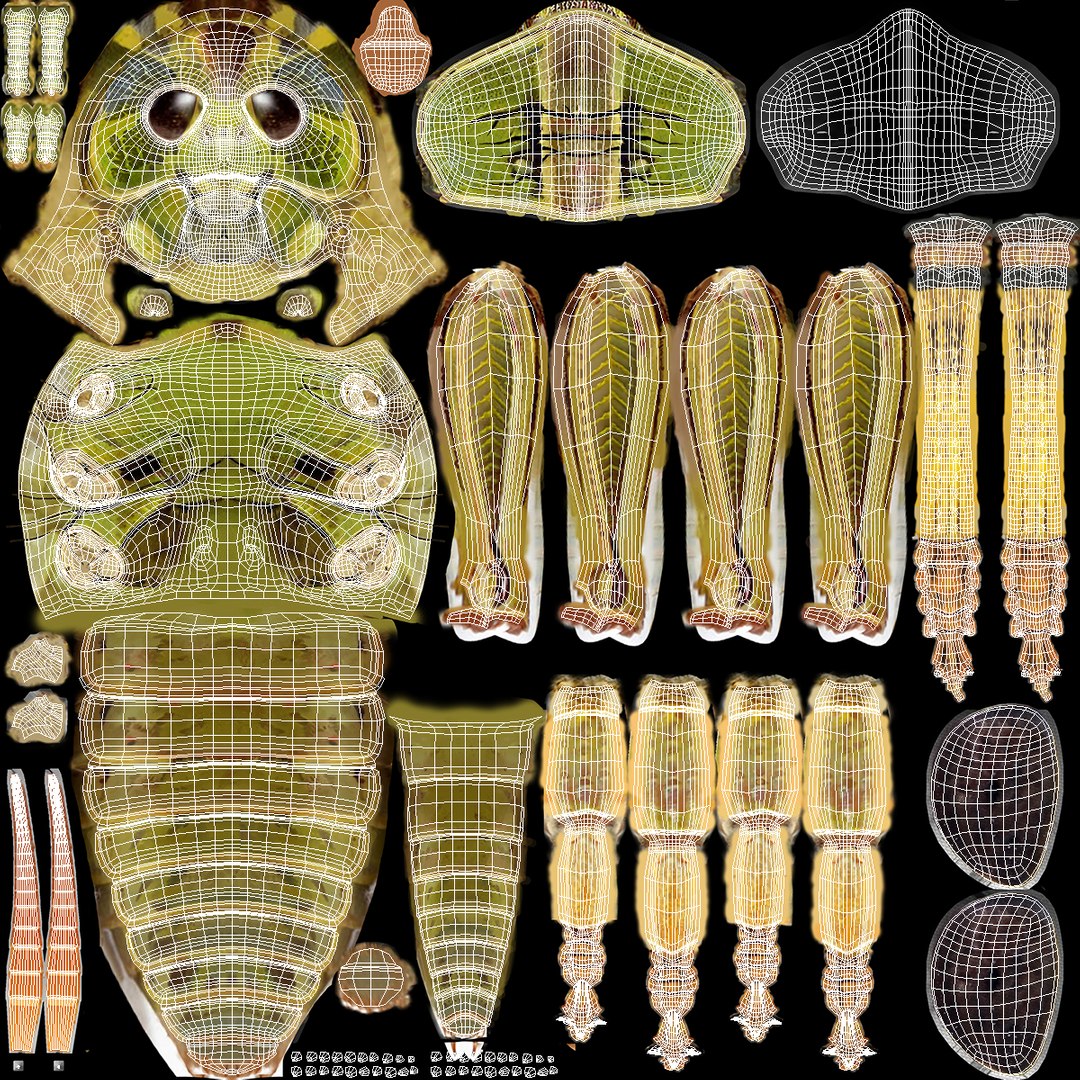 3D Grasshopper Rigged - TurboSquid 1244134
