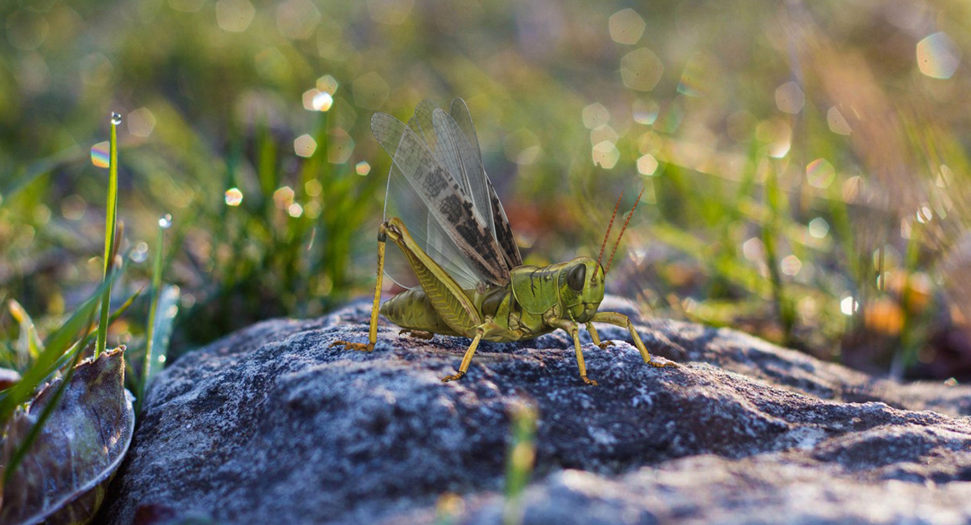 3D Grasshopper Rigged - TurboSquid 1244134