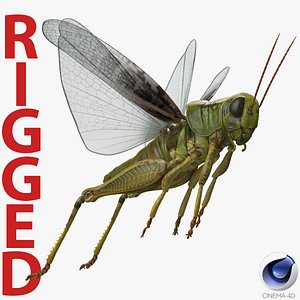 3D grasshopper rigged