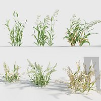 Avena sativa - Oat 3D model