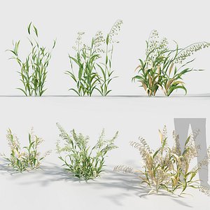 Avena sativa - Oat 3D model