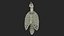 Human Ribcage and Respiratory System