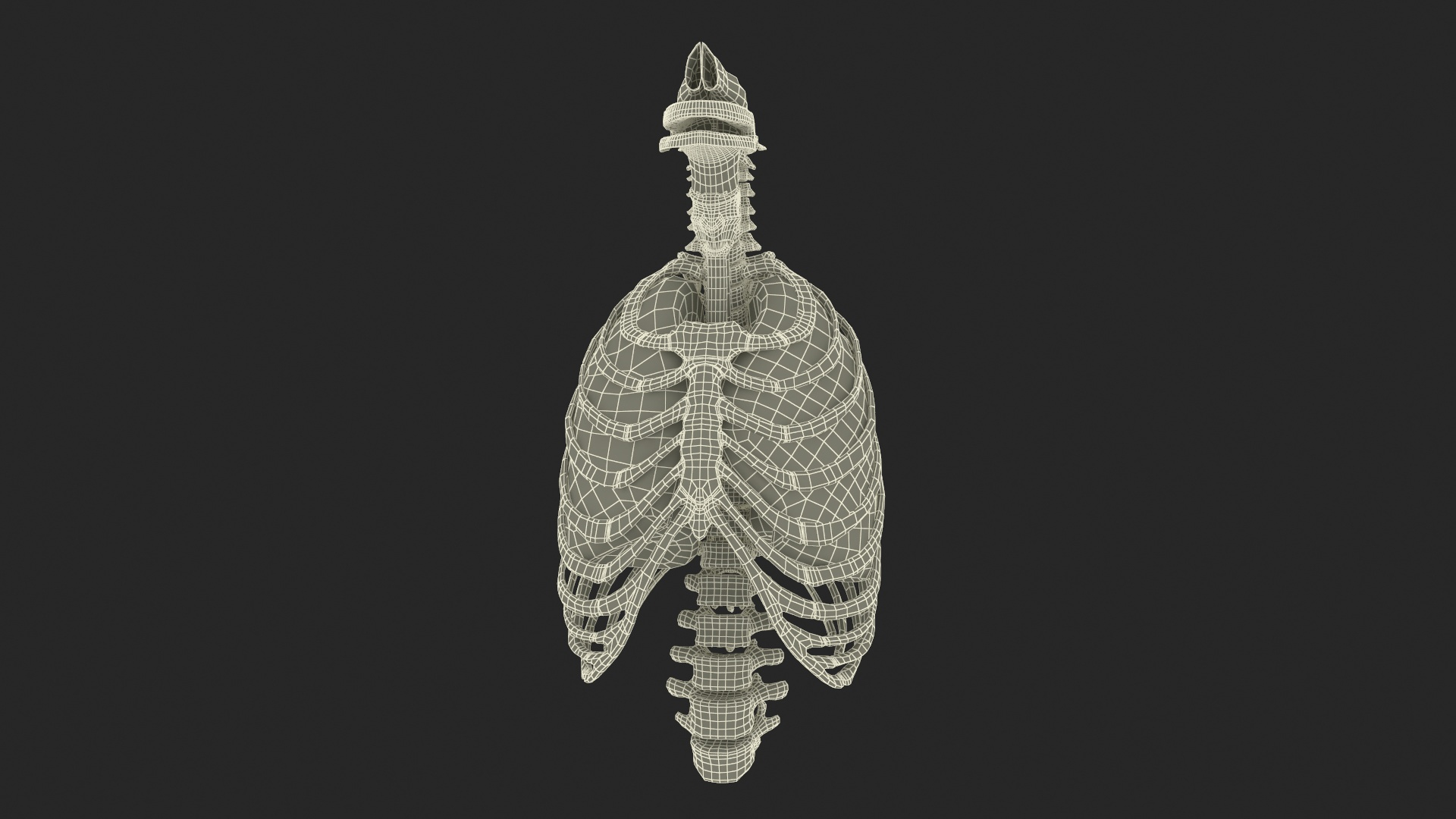 3D Human Ribcage and Respiratory System model https://p.turbosquid.com/ts-thumb/Ug/trhqpC/4k/human_ribcage_and_respiratory_system_361/jpg/1743512261/1920x1080/turn_fit_q99/74119664613446ba29dd7ece512ad4a10cde1f41/human_ribcage_and_respiratory_system_361-1.jpg